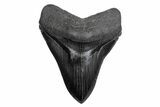 Serrated, Fossil Megalodon Tooth - South Carolina #380073-1